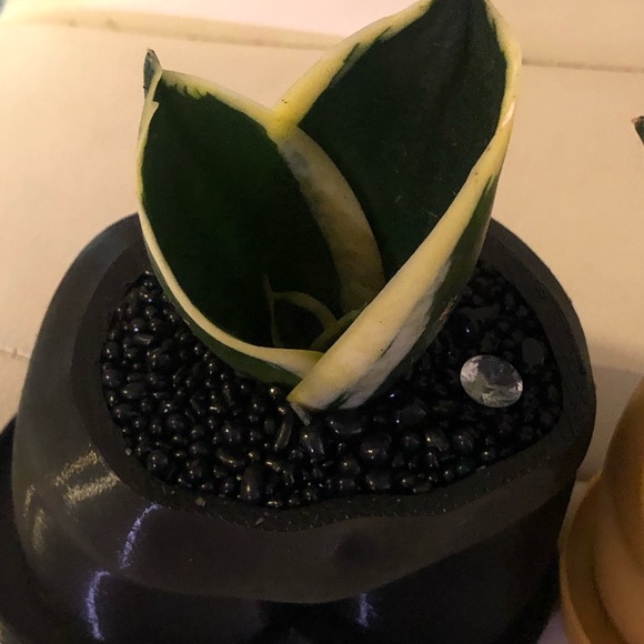 Booty butt pots - Picture 6 of 8